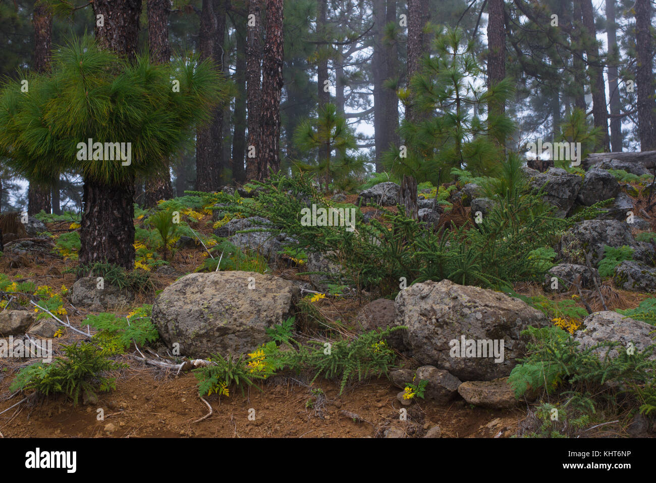 foggy autumn forest Stock Photo - Alamy
