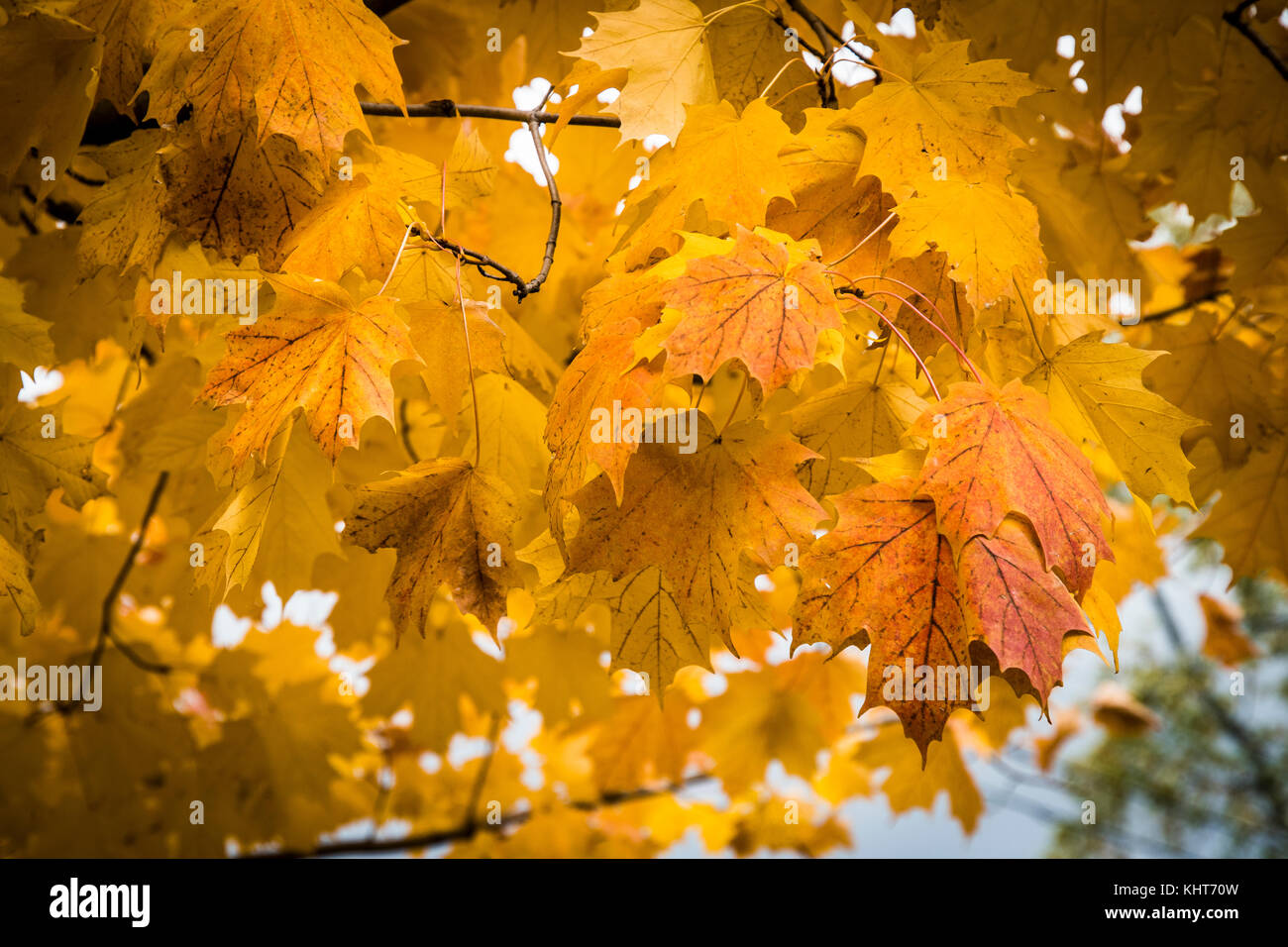 Vibrant autumn leaves Stock Photo