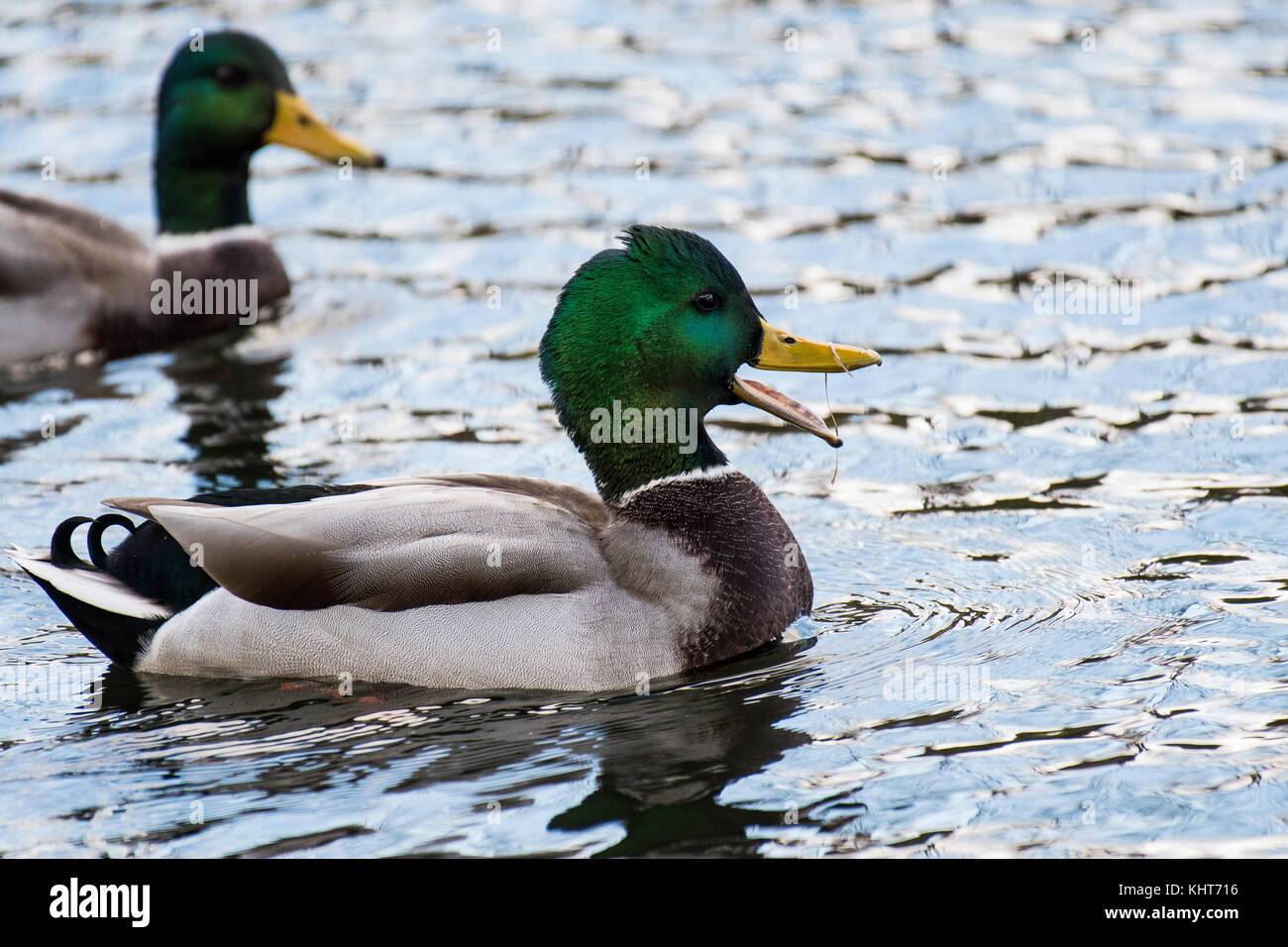 Mallard duck resting in a pond Stock Photo