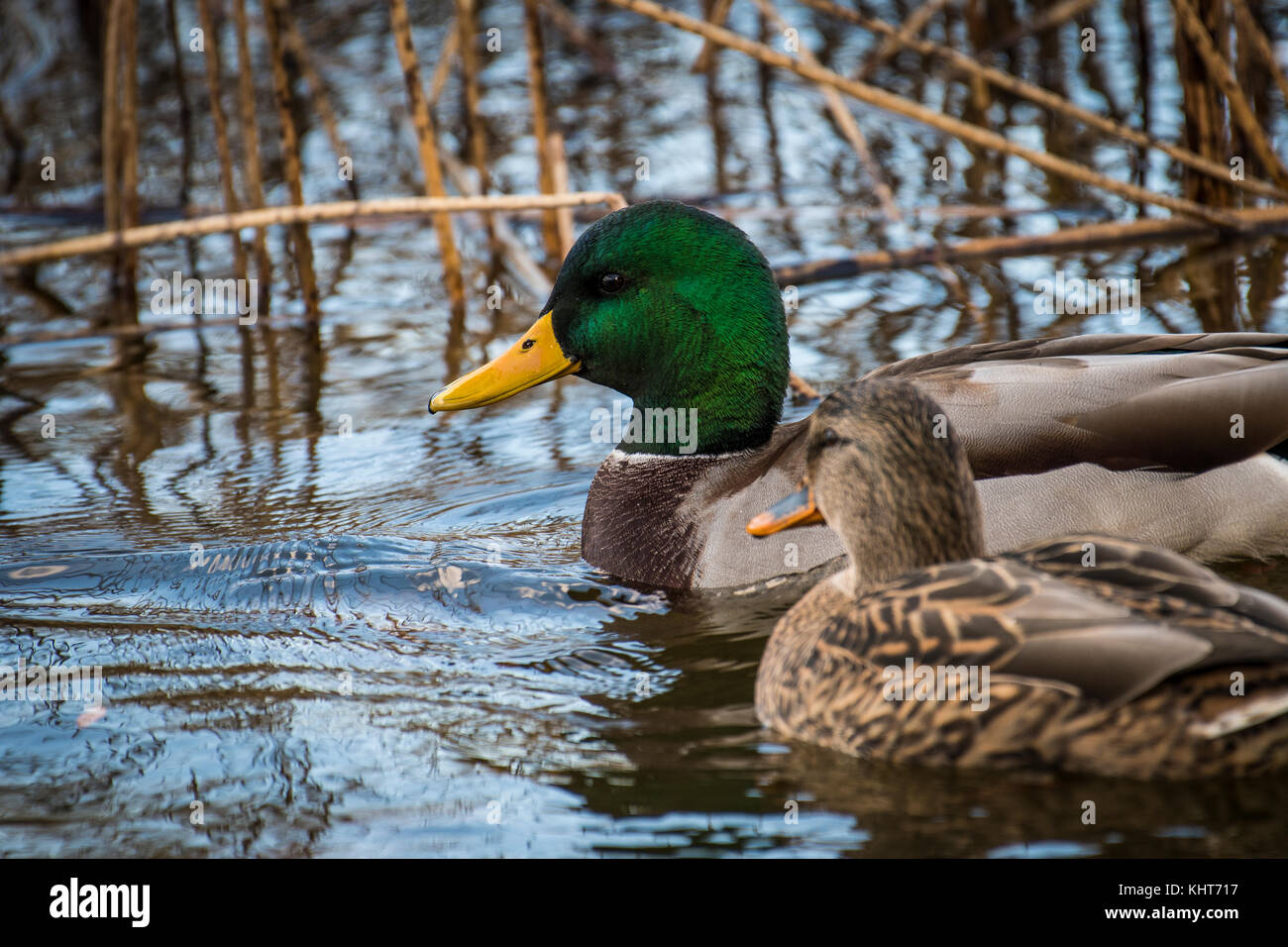 Mallard duck resting in a pond Stock Photo