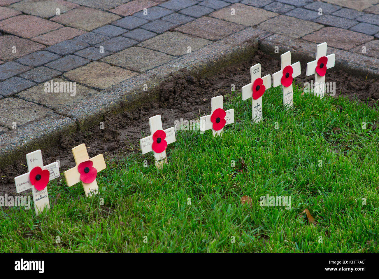A row of small crosses with poppy symbols at the garden of remembrance in Bangor County Down in Northern Ireland Stock Photo