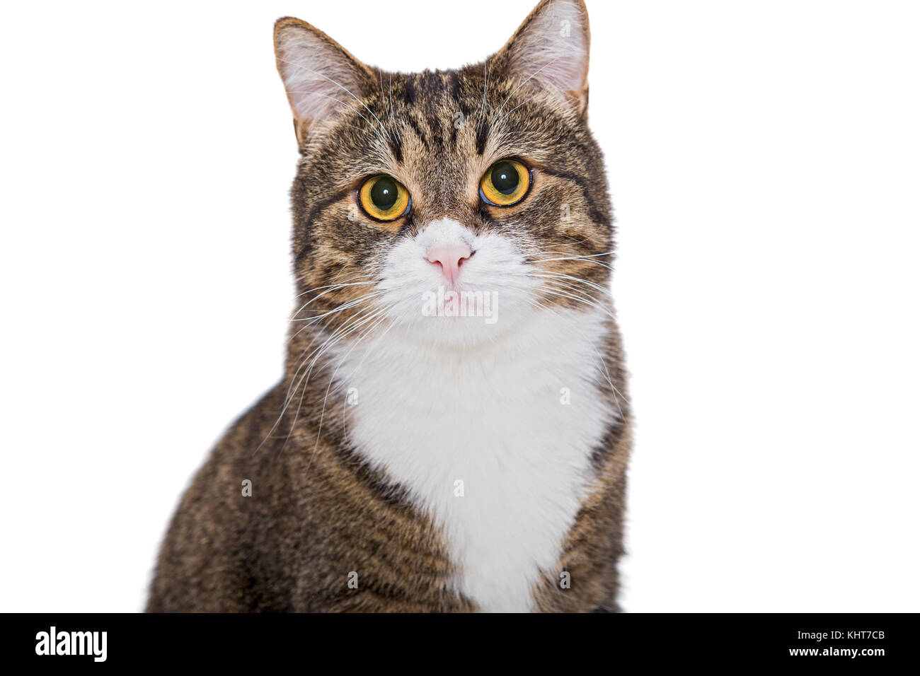 Portrait of a serious grey cat isolated on white background Stock Photo ...