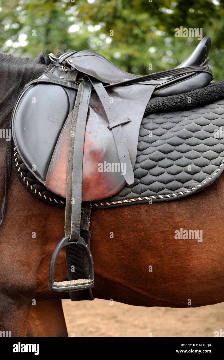 Saddle with stirrups on a of a horse Stock Photo Alamy