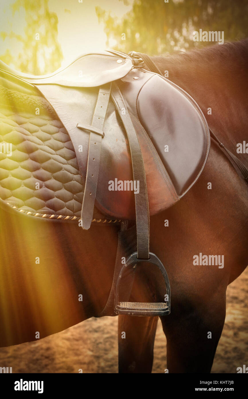 Saddle with stirrups on a of a horse Stock Photo Alamy