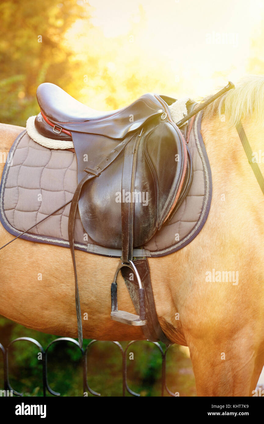 Saddle with stirrups on a of a horse Stock Photo Alamy