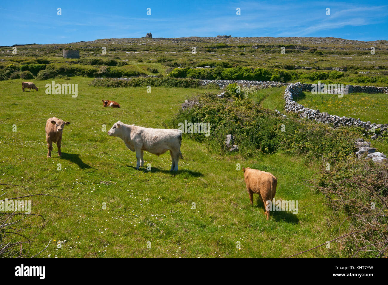 Cows (Bos taurus) grazing at Inishmore Island, Aran Islands, County Galway, Ireland Stock Photo