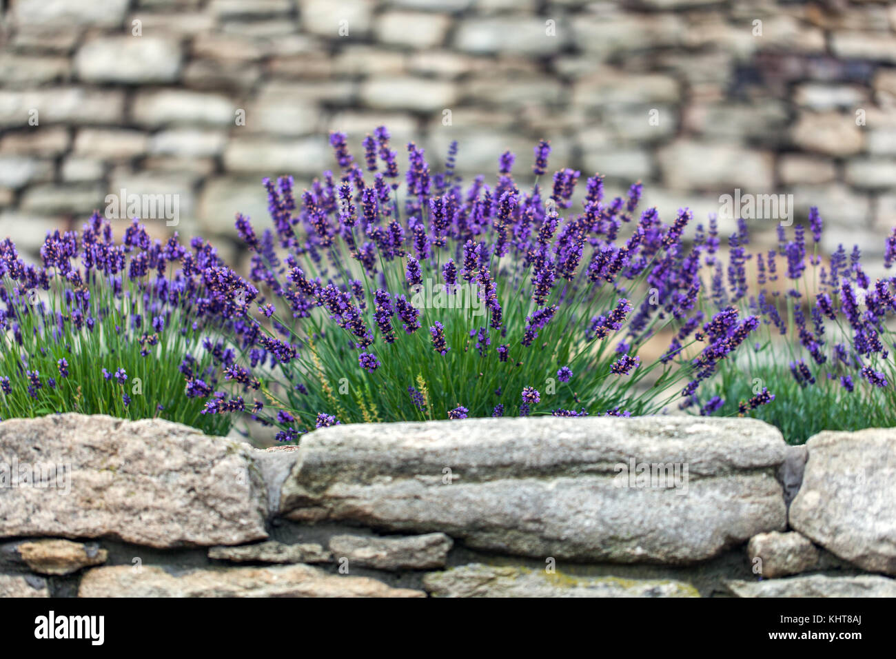 Lavandula angustifolia, lavender  garden growing on dry wall Stock Photo