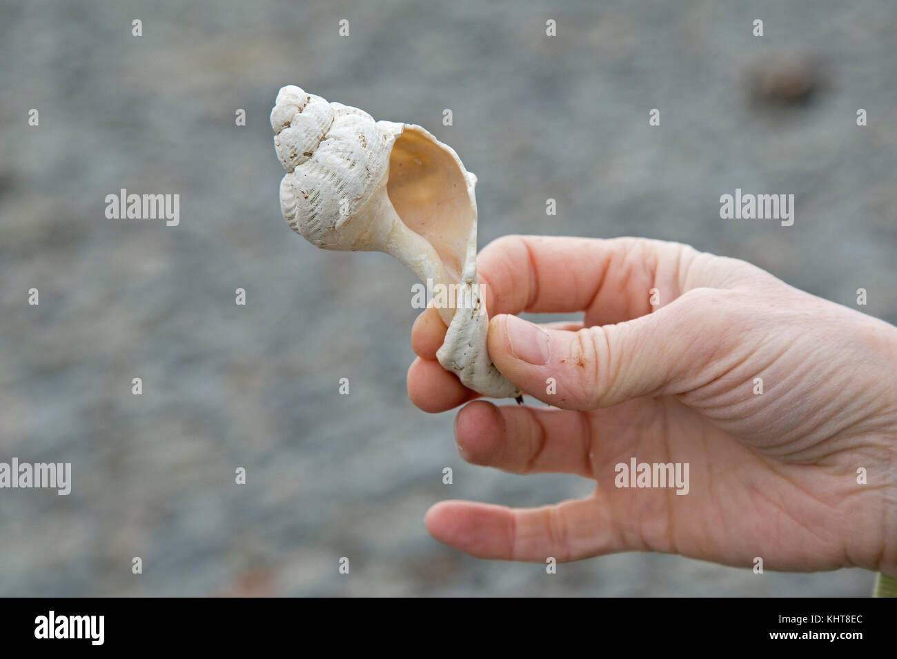 Muschel, Cairnryan, Schottland | sea shell, Cairnryan, Scotland Stock Photo
