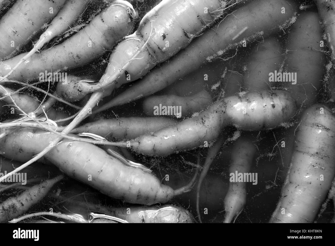 Carrots Stock Photo