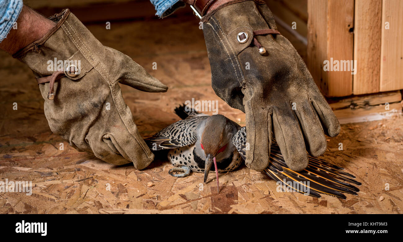 Wounded bird help by a construction worked Stock Photo Alamy