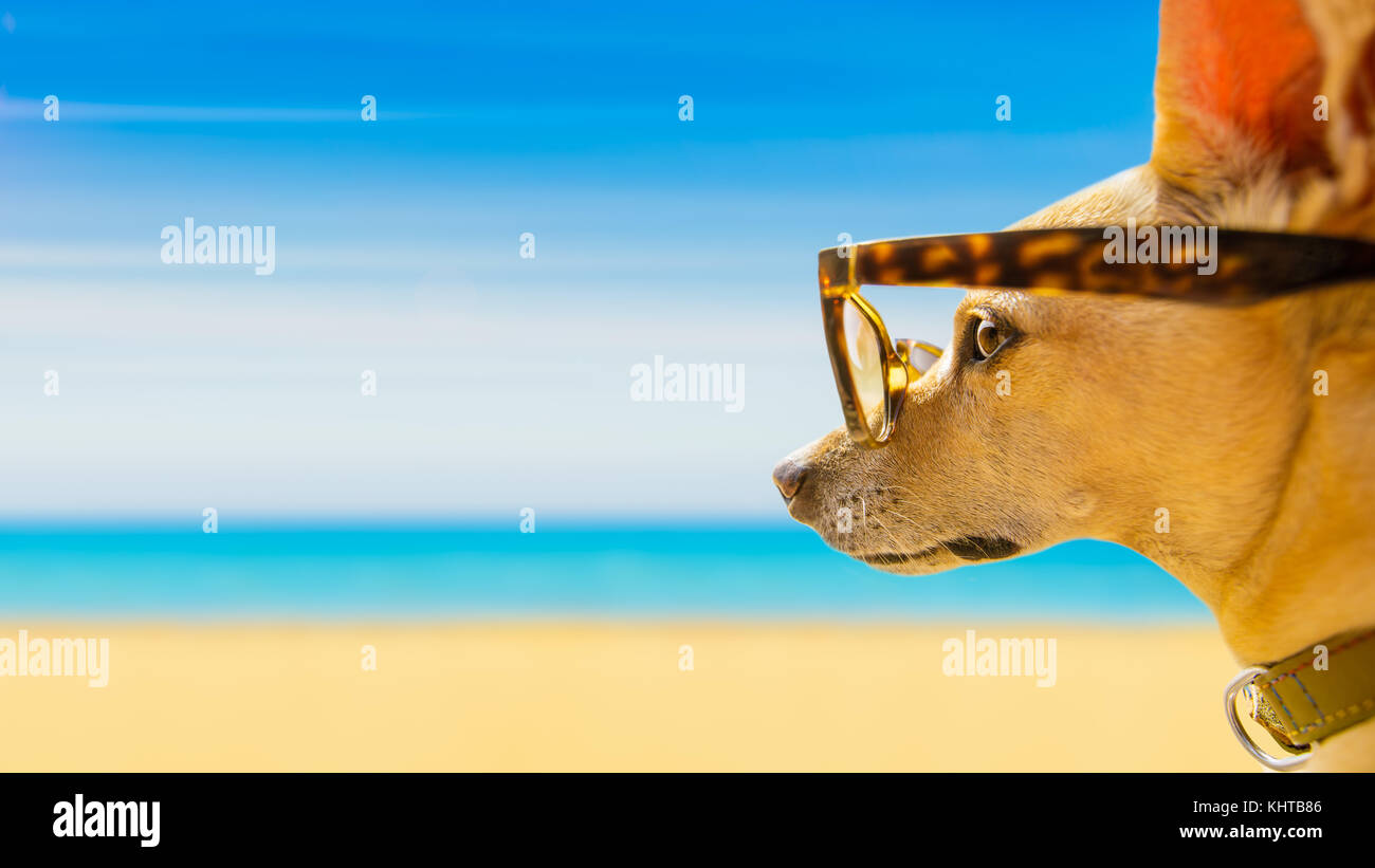 chihuahua dog watching and looking at the beach and ocean wearing funny