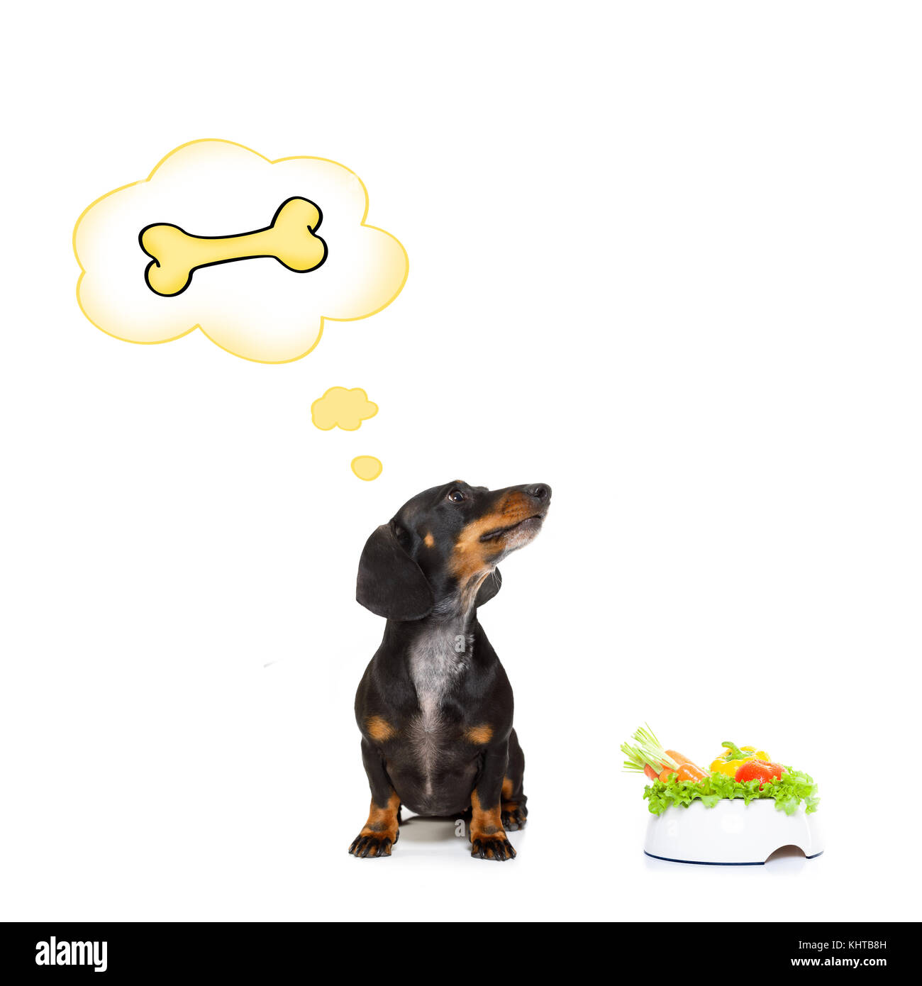 dachshund food bowl