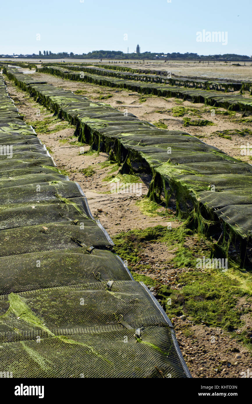 France oyster beds hires stock photography and images Alamy
