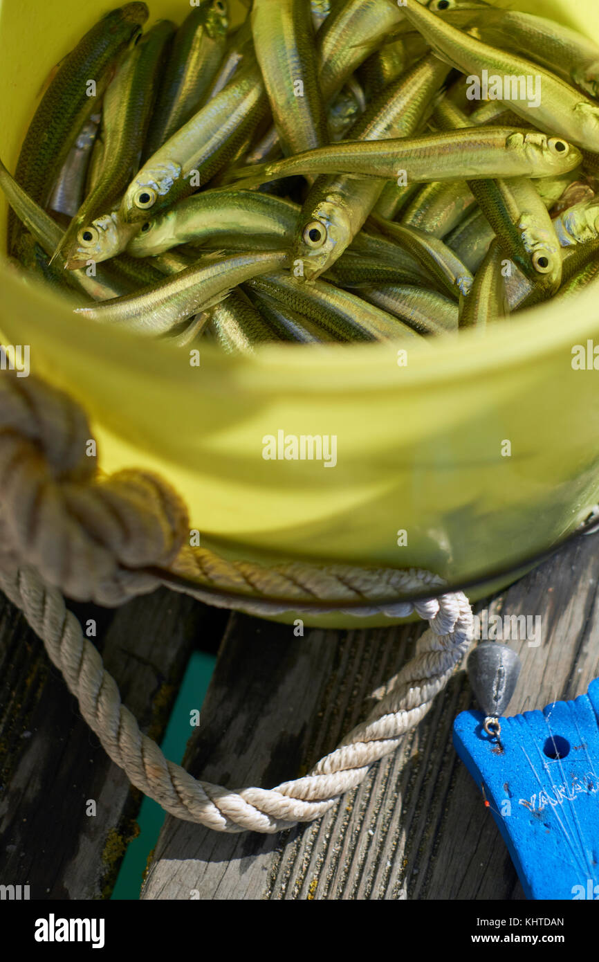 Small bait fish in a bucket at the seaside Stock Photo - Alamy