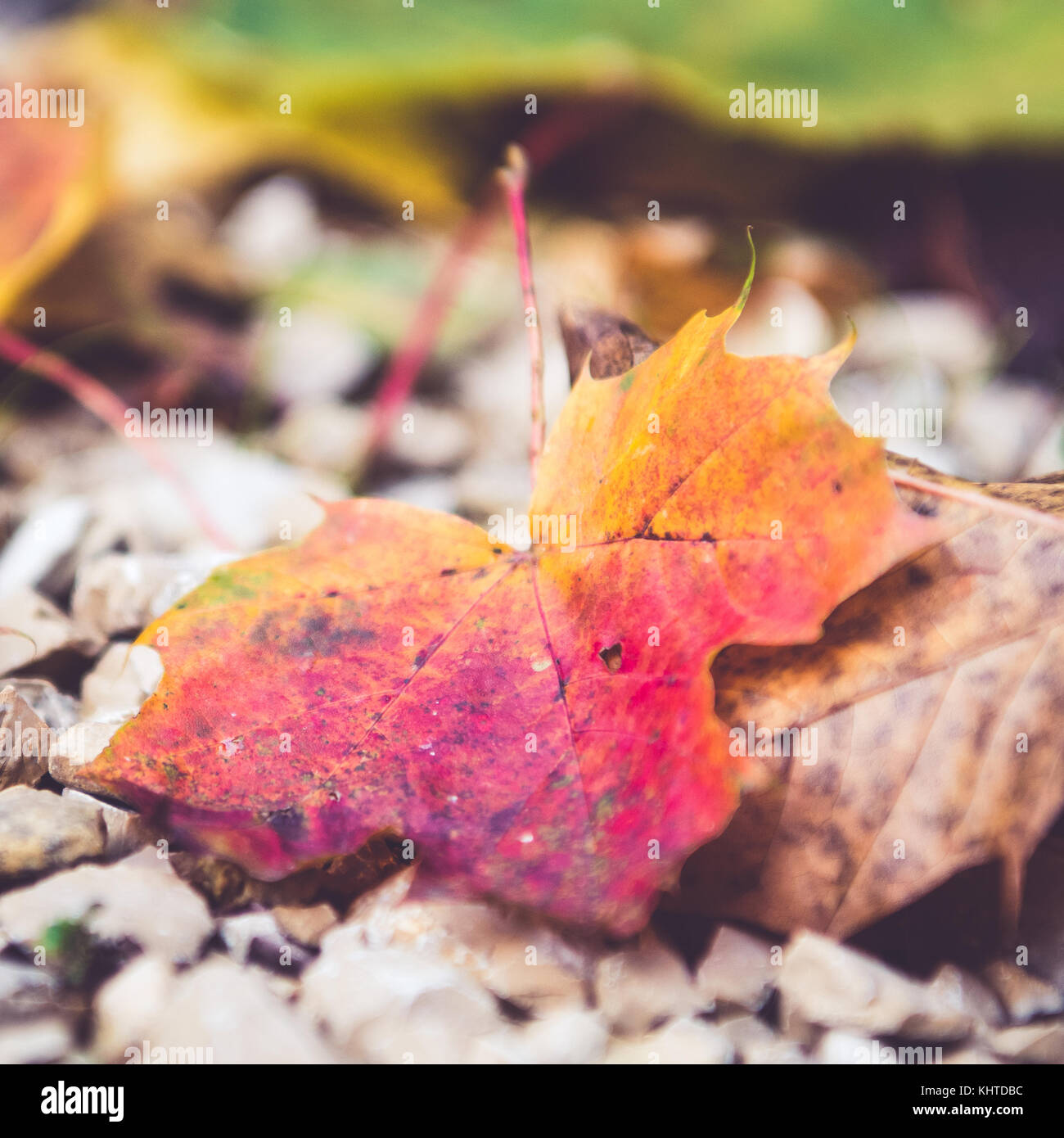 Red autumn maple leaf, fallen Stock Photo