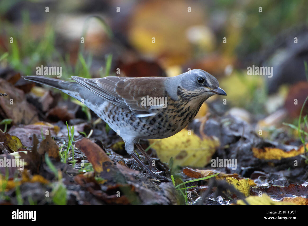 Field fare Turdus Polaris drinking from puddle Stock Photo Alamy