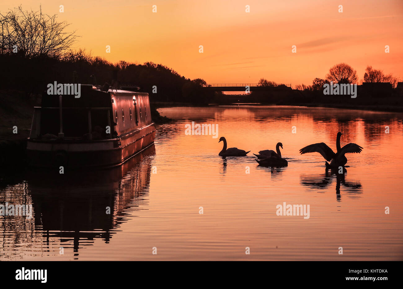 Swans early morning on the Aire and Calder Navigation, a canalised section of the Rivers Aire and Calder, in West Yorkshire. Stock Photo