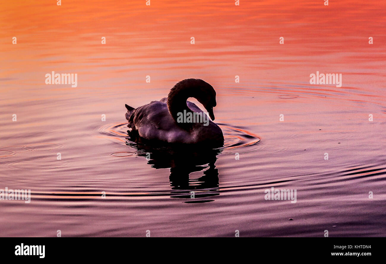 A swan early morning on the Aire and Calder Navigation, a canalised section of the Rivers Aire and Calder, in West Yorkshire. Stock Photo