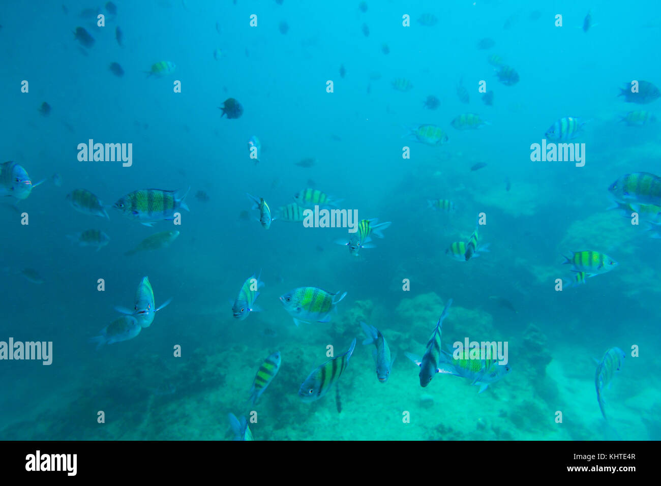 Group of coral fish in Andaman Sea Stock Photo