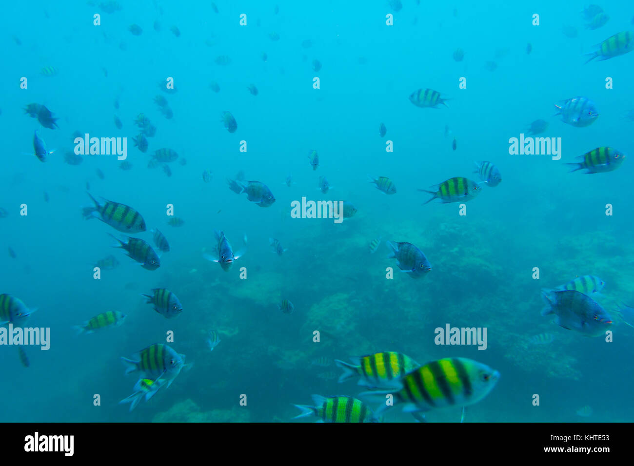 Group of coral fish in Andaman Sea Stock Photo