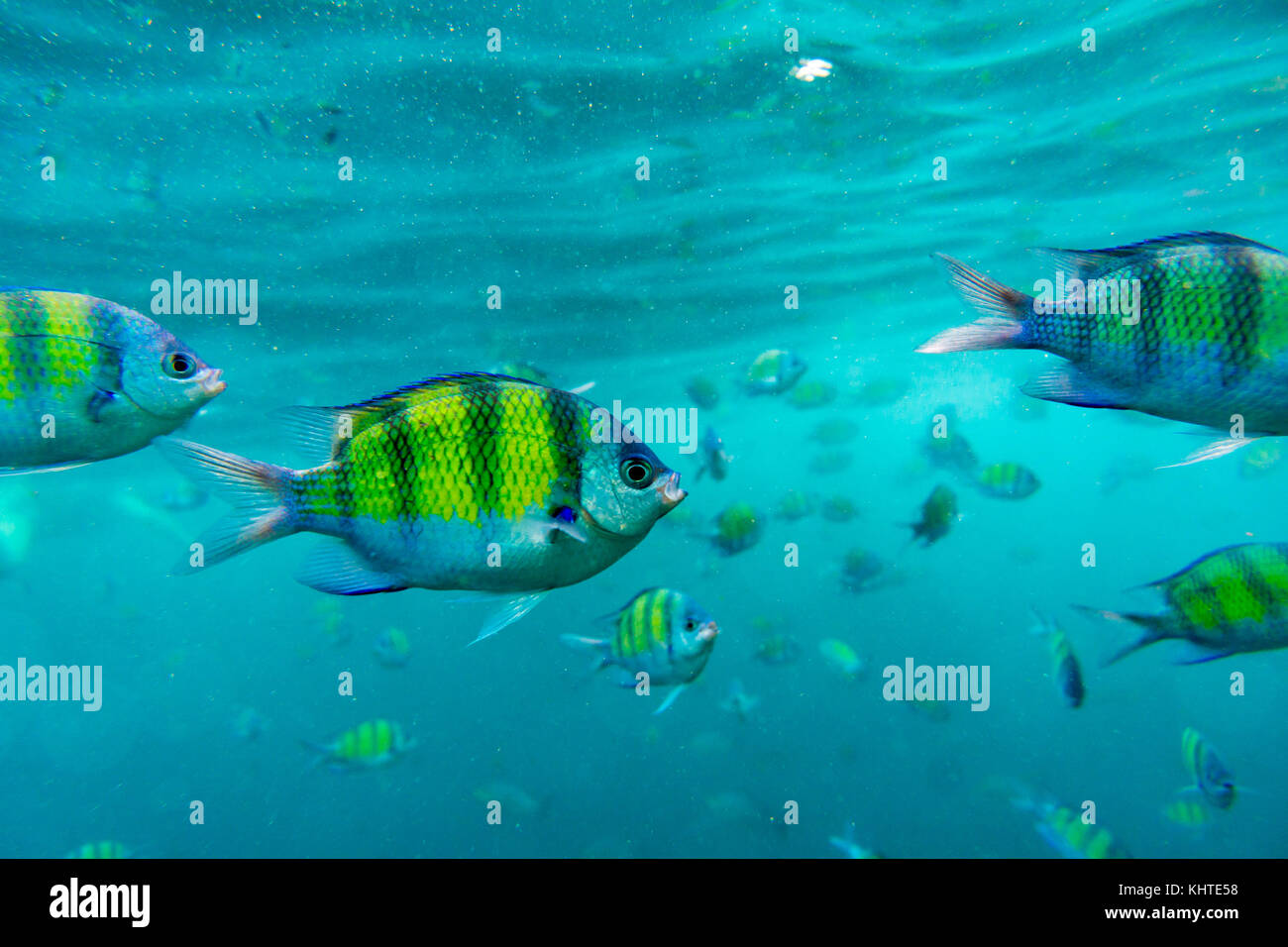 Group of coral fish in Andaman Sea Stock Photo