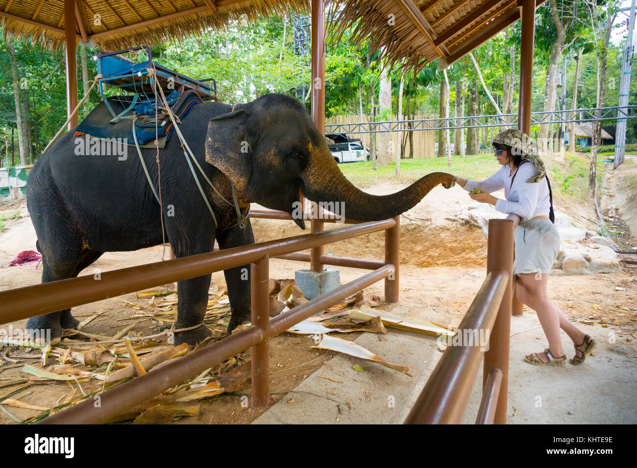 Young woman feeding elephant Stock Photo Alamy