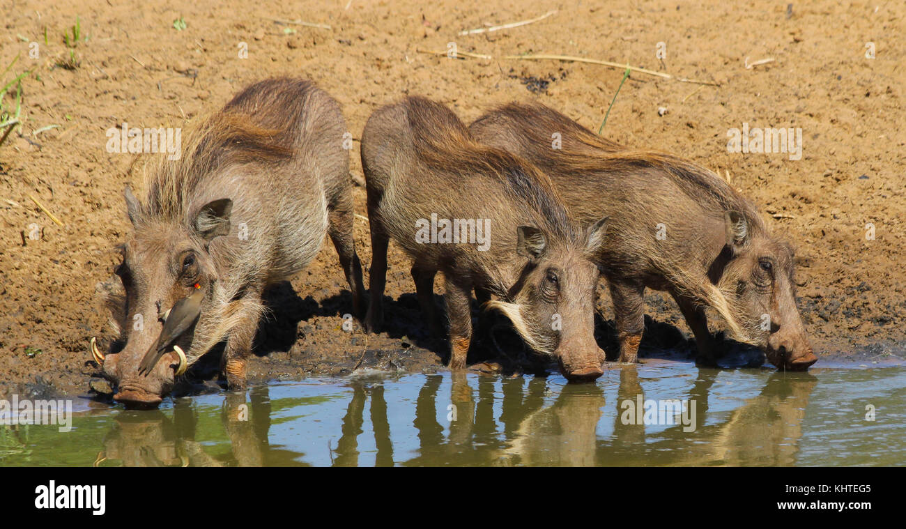 Three warthog at the watering hole in Mkuze Game Reserve Stock Photo