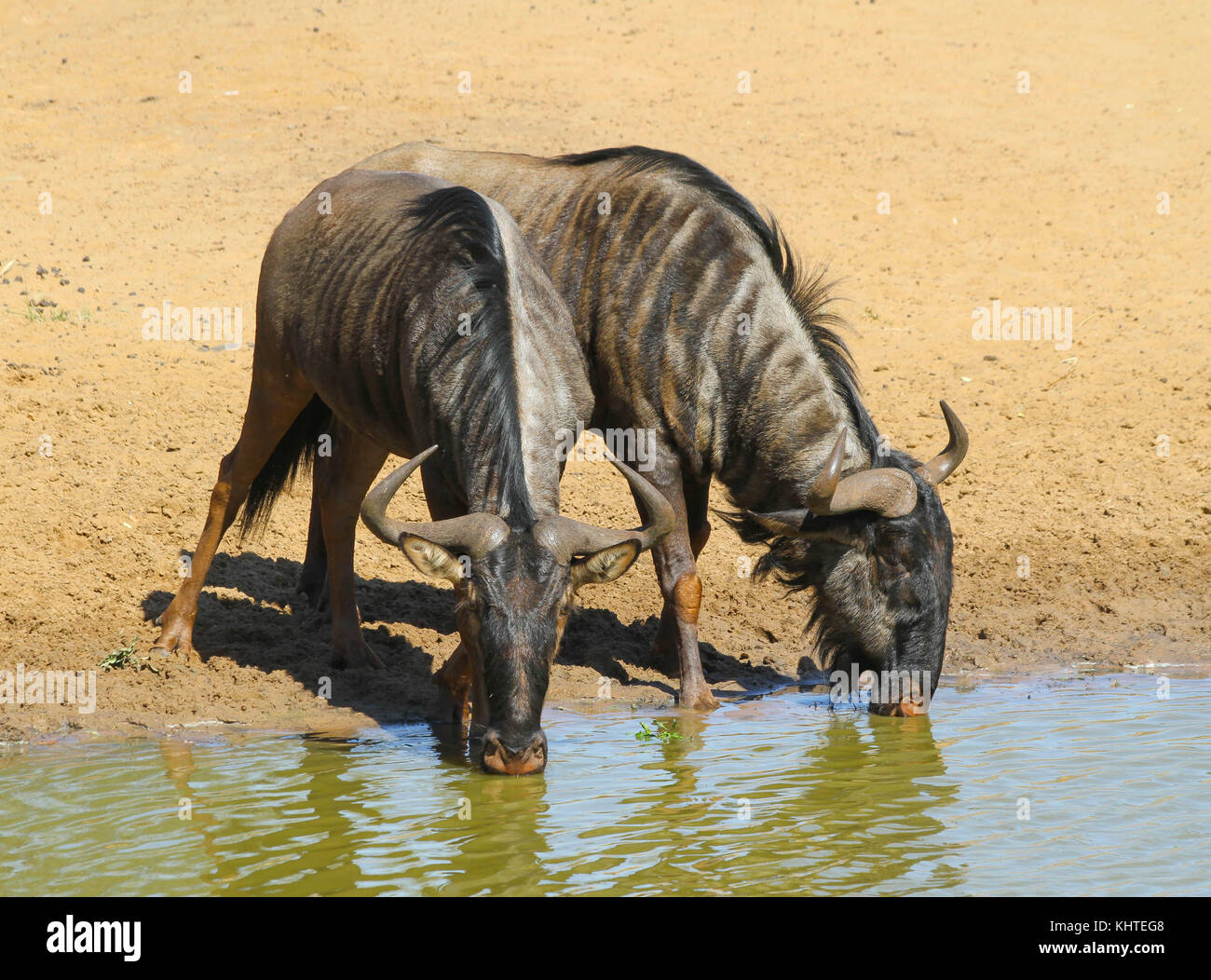 Two wildebeest at the watering hole in Mkuze Game Reserve Stock Photo
