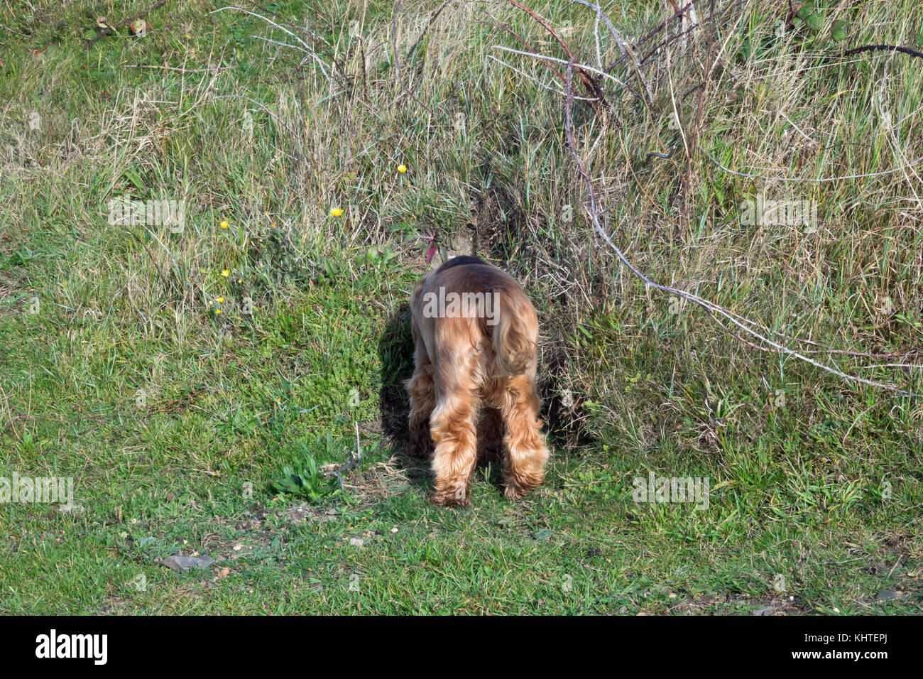 English Cocker Spaniel Puppy with her head down a rabbit hole in the English countryside. Stock Photo