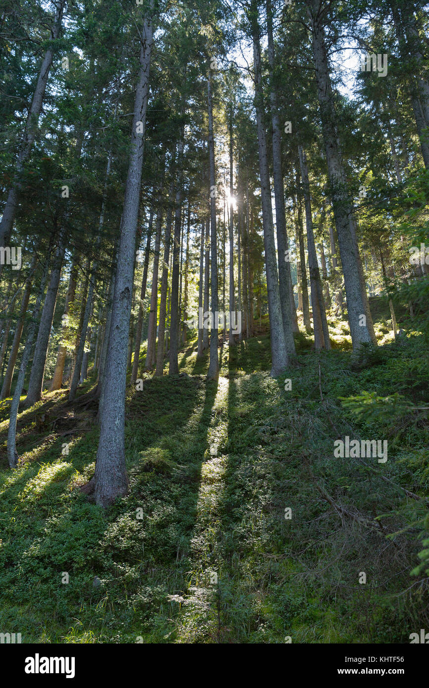 Alpine mountain woods landscape in Western Carinthia, Austria. Stock Photo