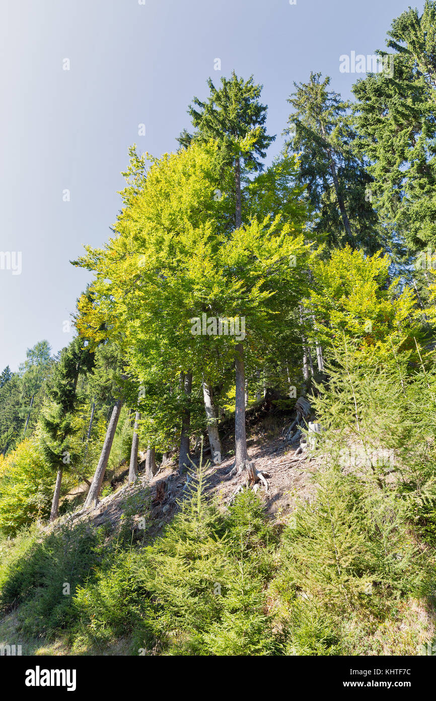 Alpine mountain woods landscape in Western Carinthia, Austria. Stock Photo