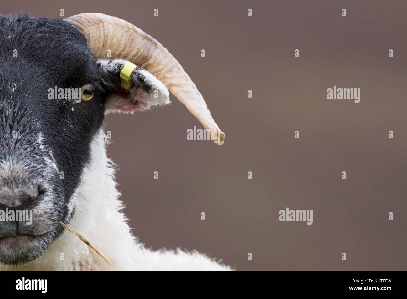 scottish blackfaced sheep, Ovis aries, domestic, close up portrait of individual and group in the mountains with blurred background Stock Photo