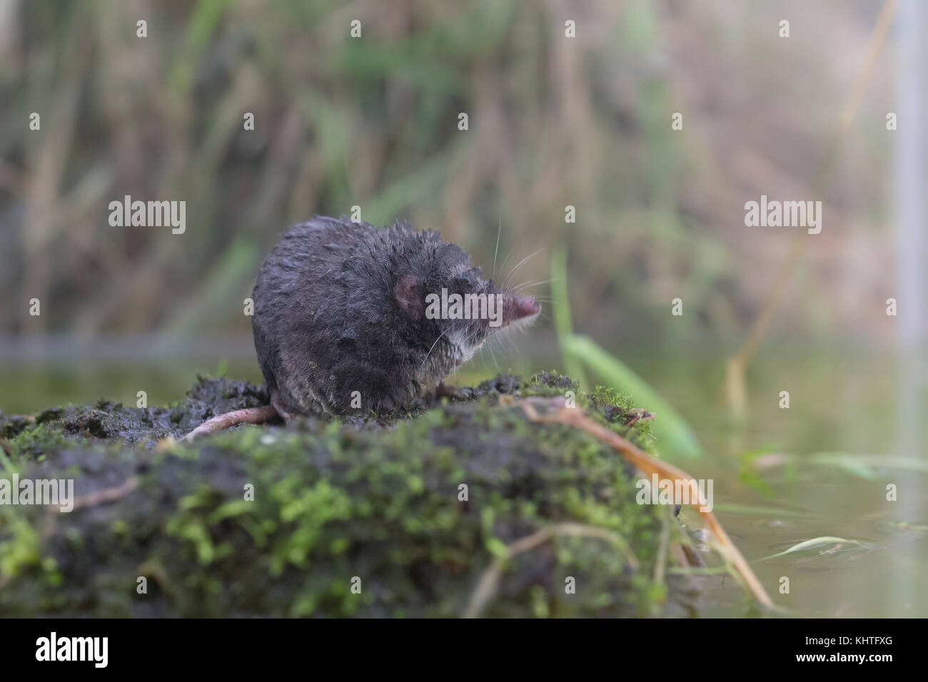 Malayan Water Shrew