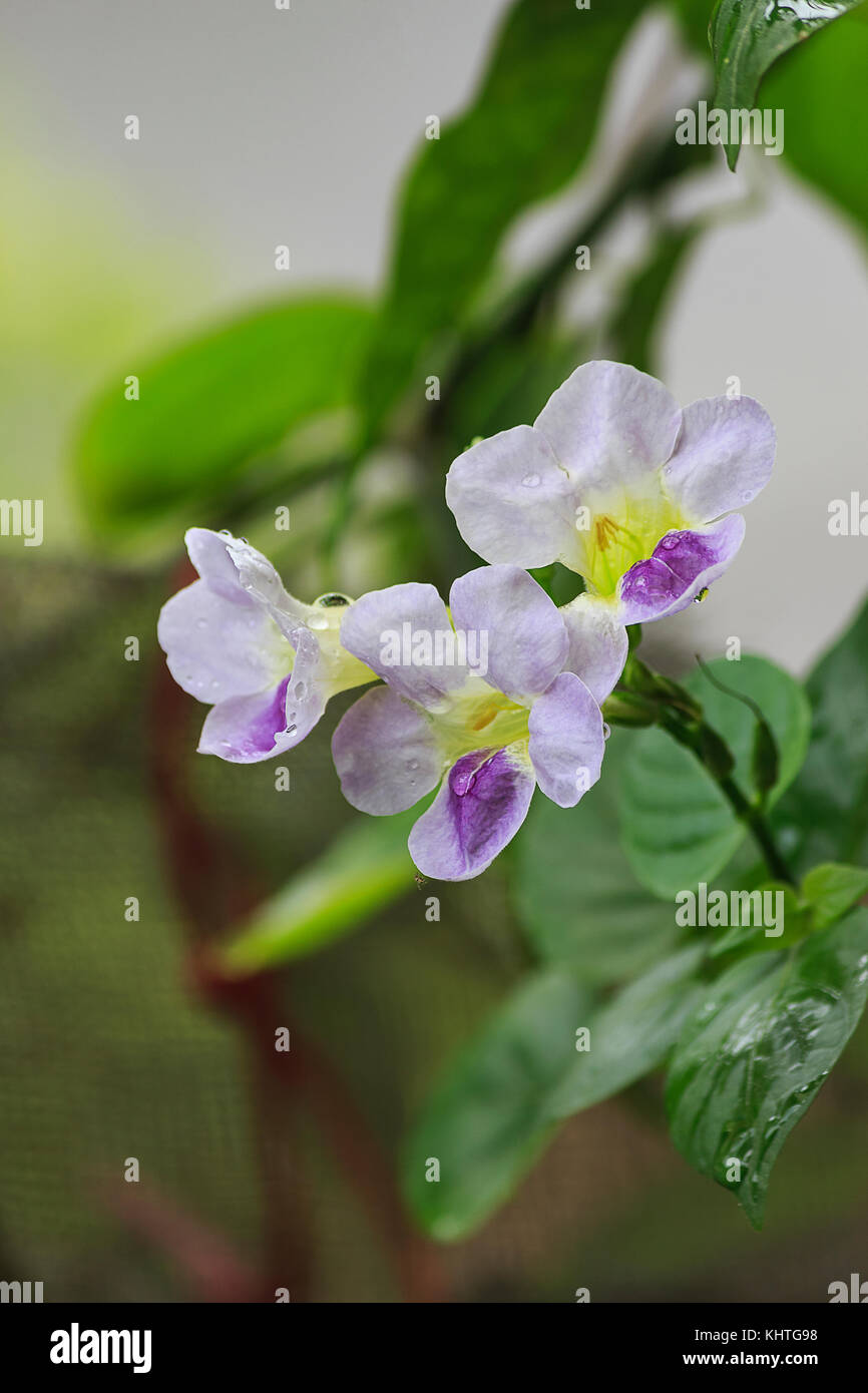 Asystasia gangetica flower Stock Photo