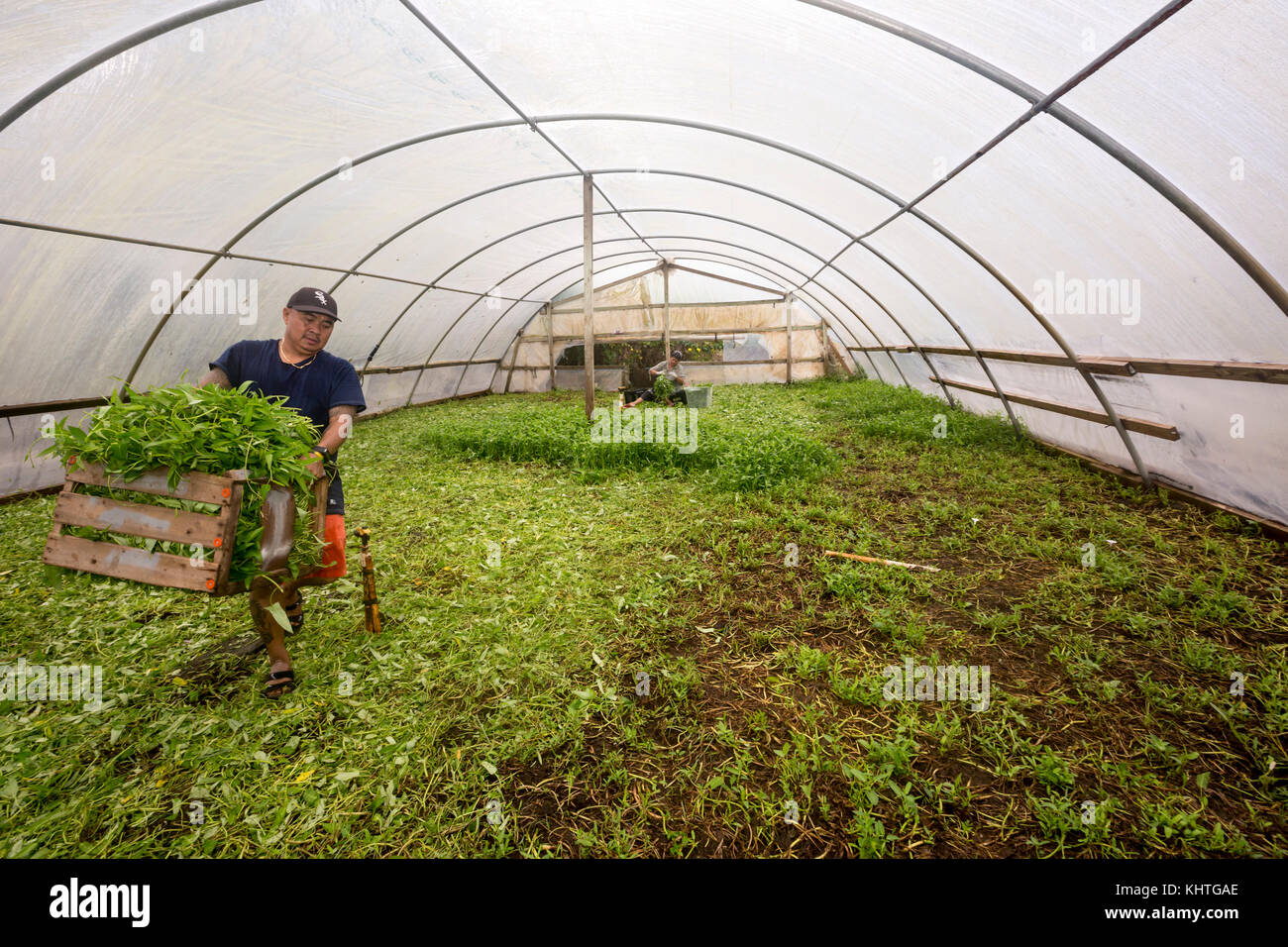 Rosharon, Texas - Cambodian immigrant Sompong Ly, 48, grows water spinach in south Texas greenhouses. He is part of a community of Cambodian refugees  Stock Photo