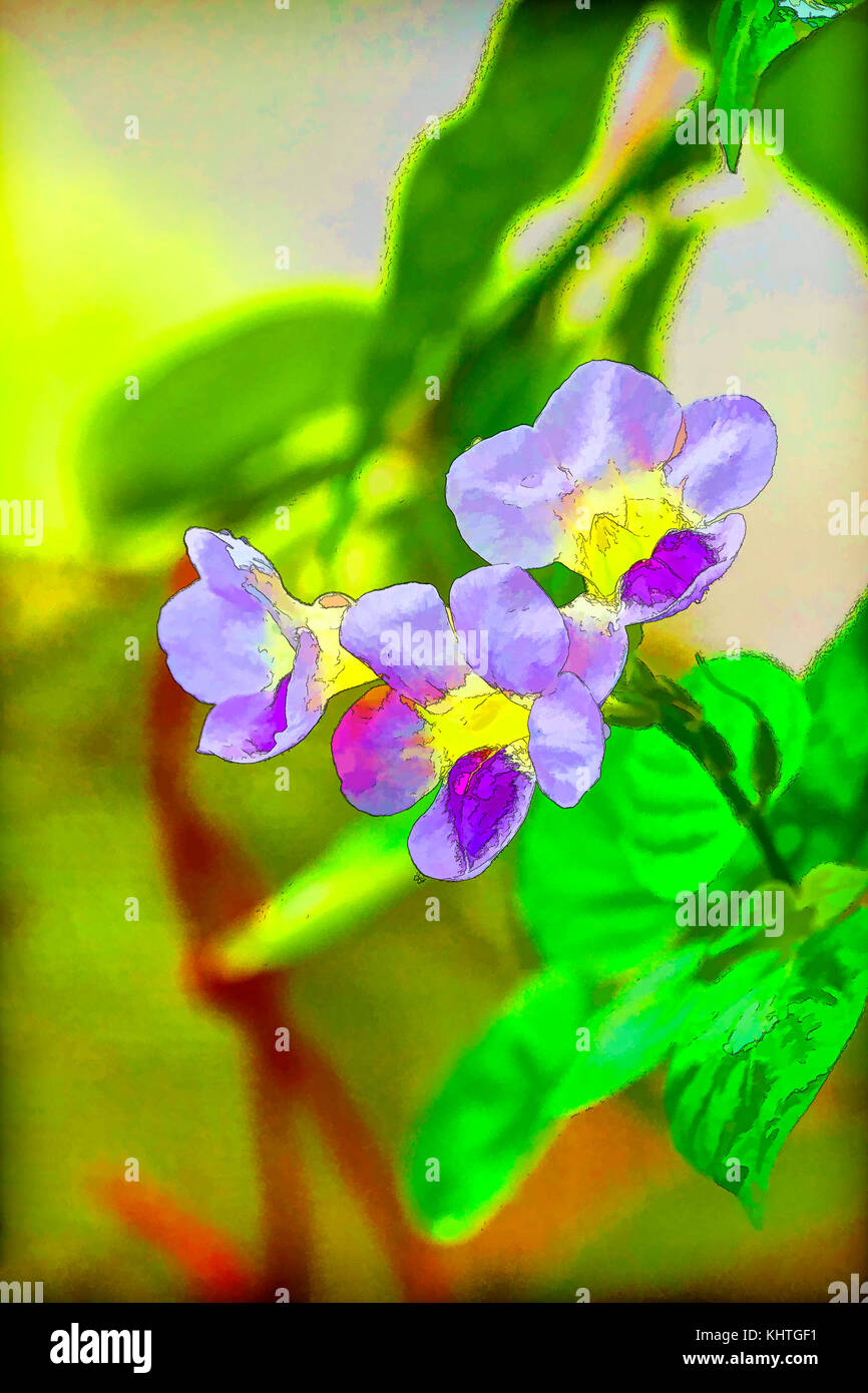 cartoon Asystasia gangetica flower Stock Photo