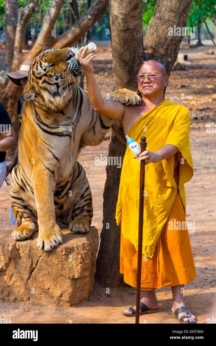 Tiger Temple, Thailand Stock Photo - Alamy