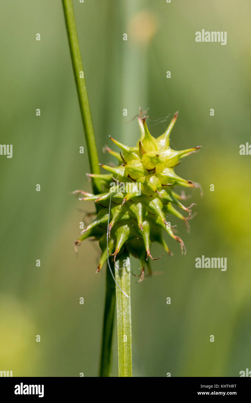 Carex echinata, star sedge Stock Photo