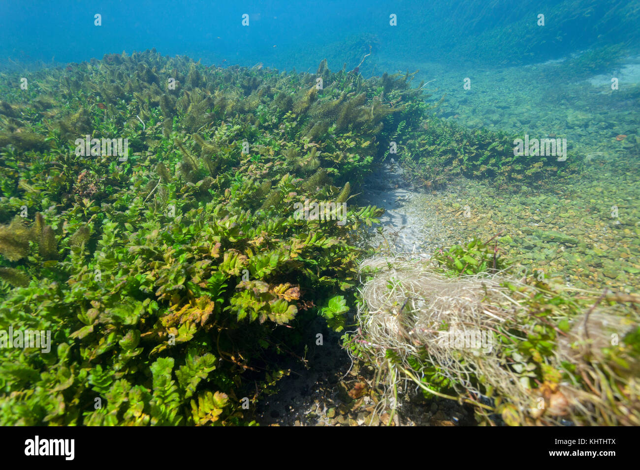 Underwater vegetation of the Dretulja River, Croatia Stock Photo
