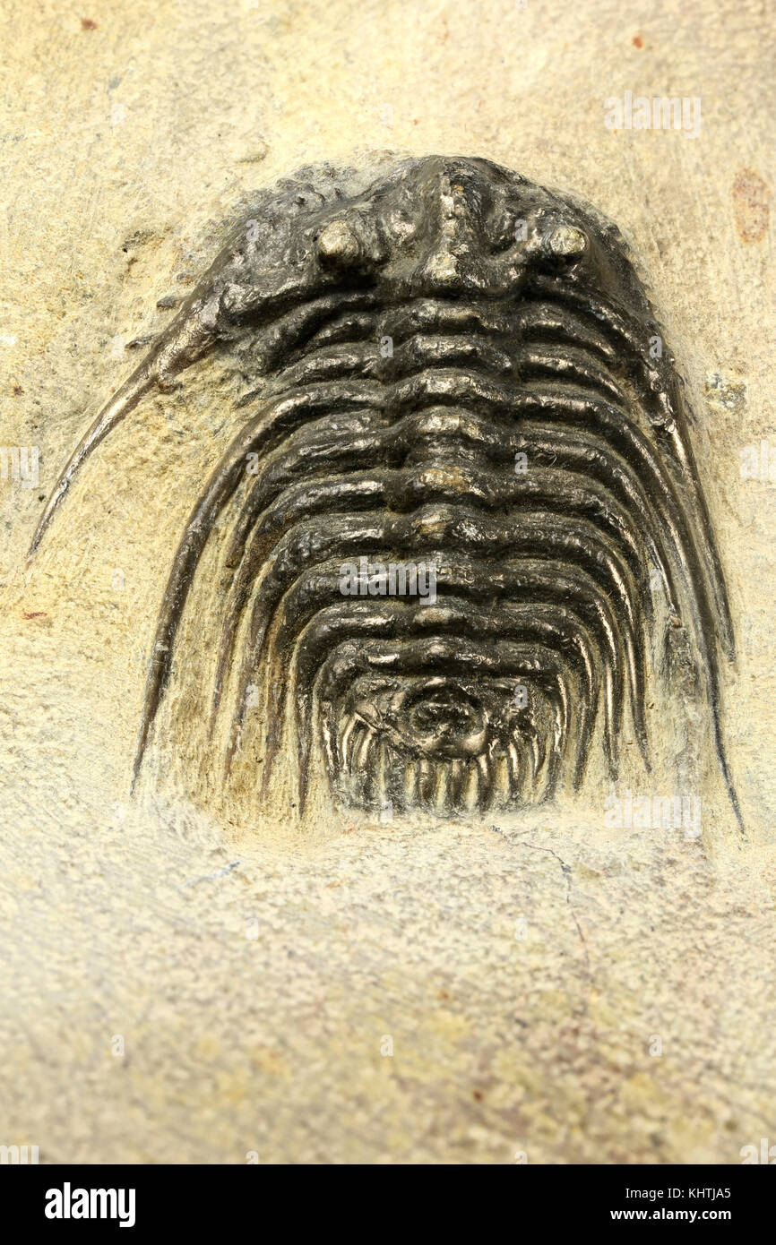 complete pyritised Leonaspis (Kettneraspis) sp. trilobite from Morocco Stock Photo