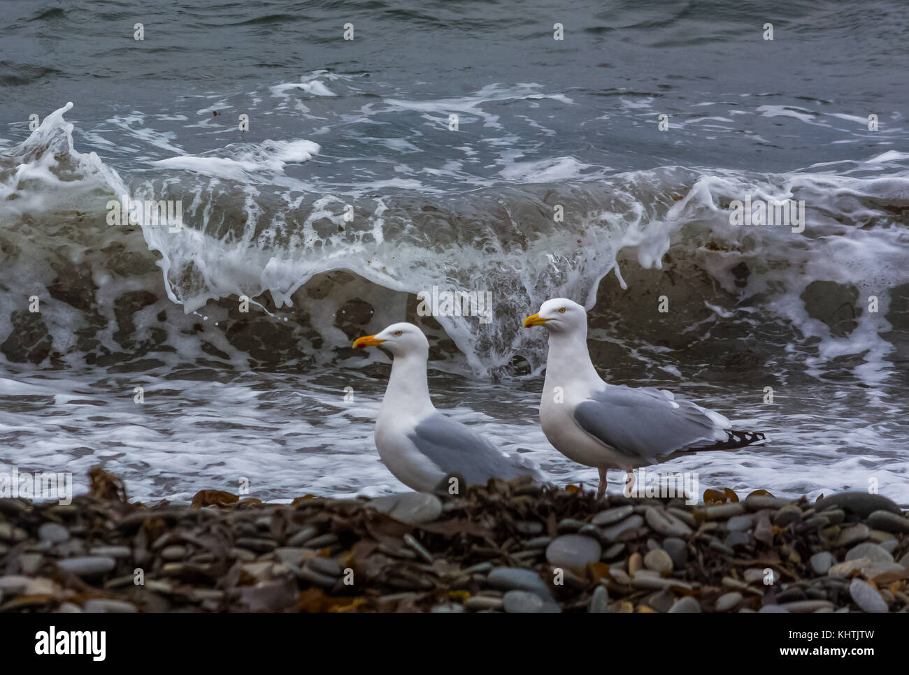 Two Seagulls and a Wave Stock Photo