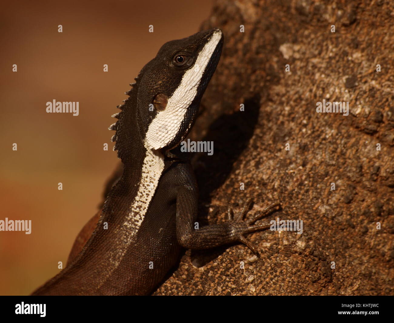 Lophognathus lizard portrait, Australia Stock Photo Alamy