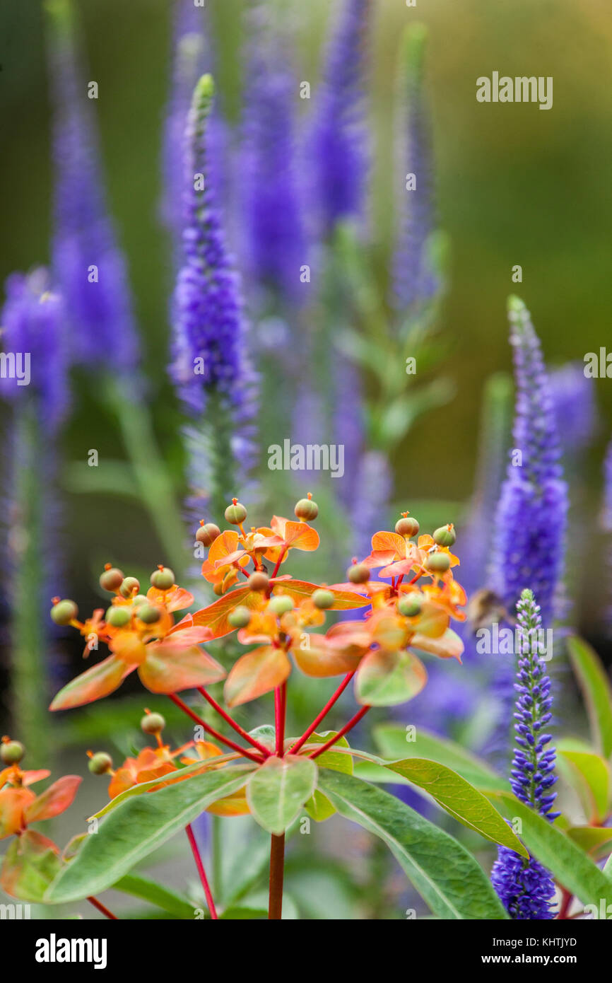 Euphorbia griffithii 'Fireglow', Veronica longifolia Longleaf speedwell Eufhorbia flower Stock Photo