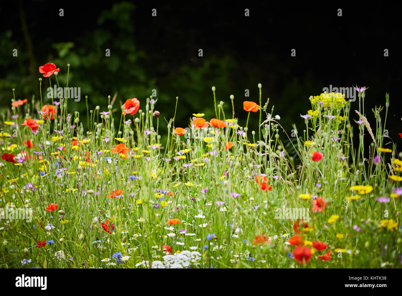 Whalley village in the Ribble Valley, Lancashire. Pictured the long grass and wild flowers including Poppies and Daises, at Whalley Abbey (a Grade I l Stock Photo