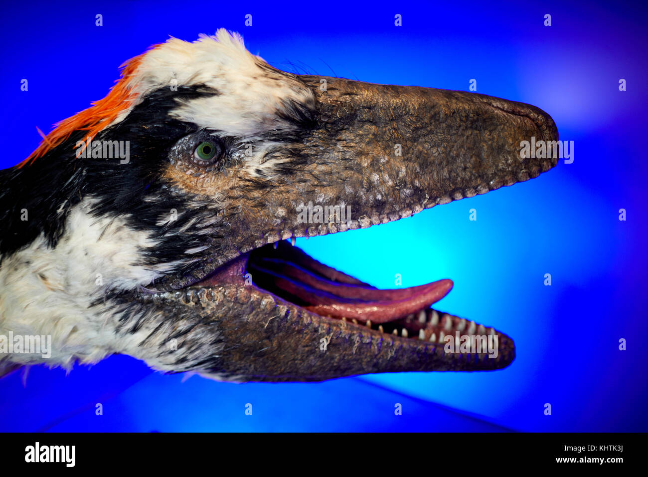 Dinosaurs in the wild at Peel's EventCity at Trafford Park, Trafford, Greater Manchester. Pictured a Dakotaraptor sculpture a large carnivorous which  Stock Photo