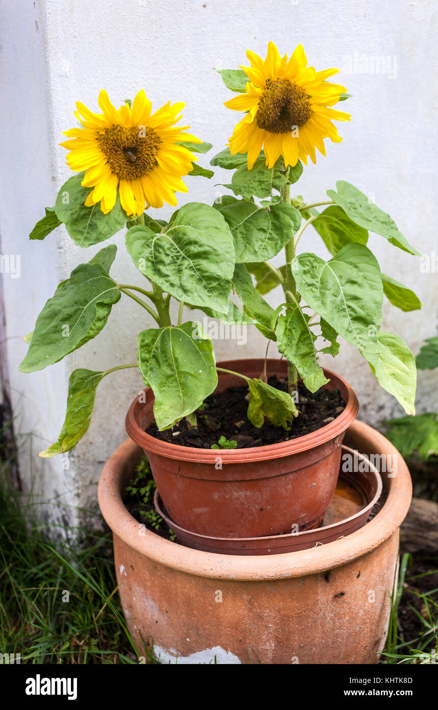 Two sunflowers in pot, Czech cottage, flowers in pot Stock Photo Alamy