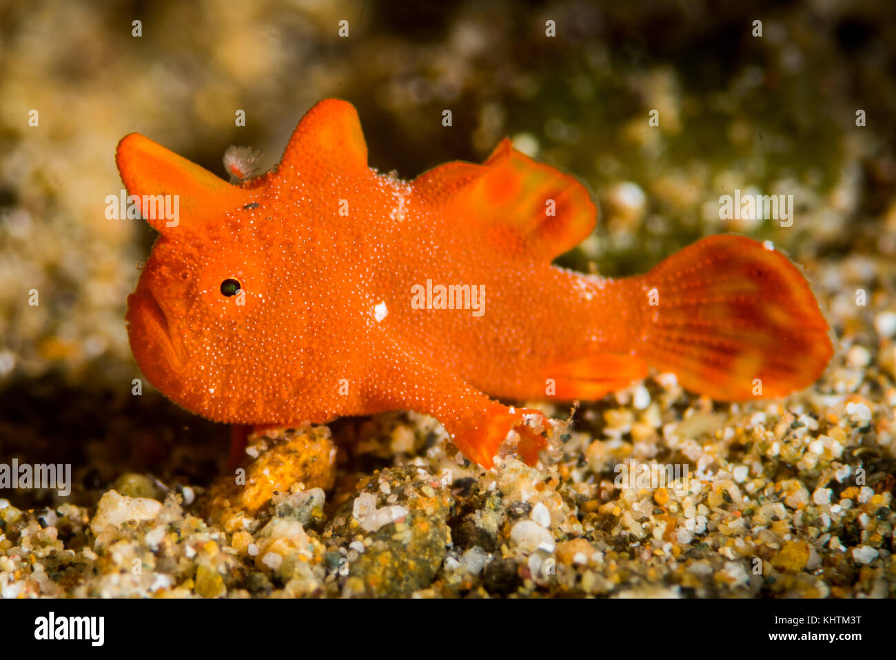 juvenile painted frogfish Stock Photo Alamy