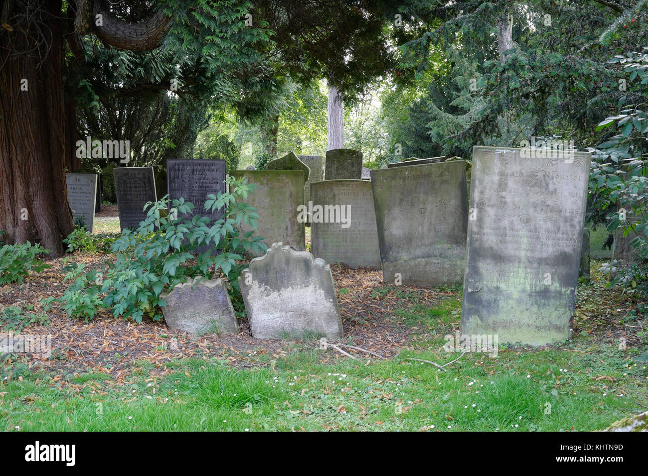 Graves under a Yew tree, St Helens church, Darley Dale, Derbyshire, England, UK Stock Photo