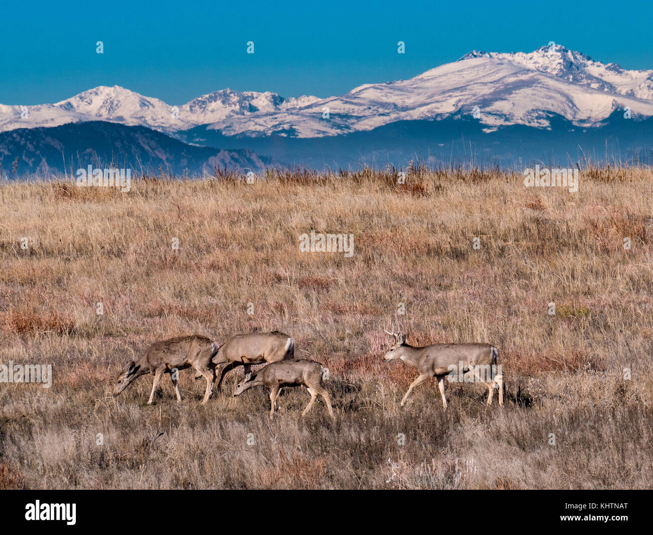 Mule deer, autumn, Rocky Mountain Arsenal National Wildlife Refuge, Commerce City, Colorado. Stock Photo