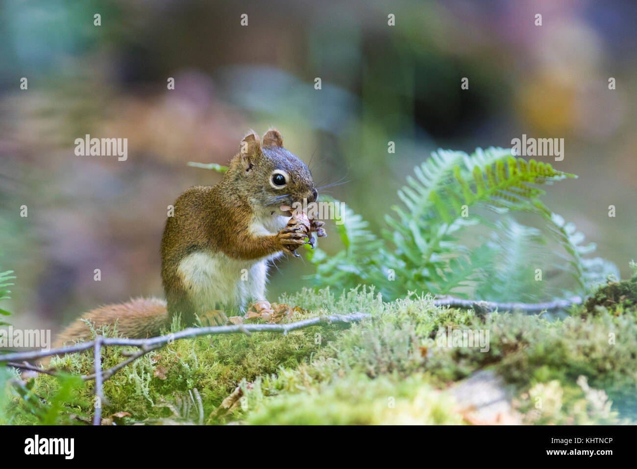 american red squirrel Stock Photo Alamy